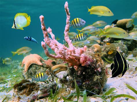 Caribbean Sea Life Stock Image Image Of Marine Colorful 23974169