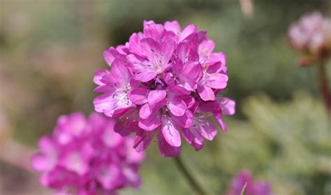 Free Images Blossom Petal Bloom Herb Botany Close Flora