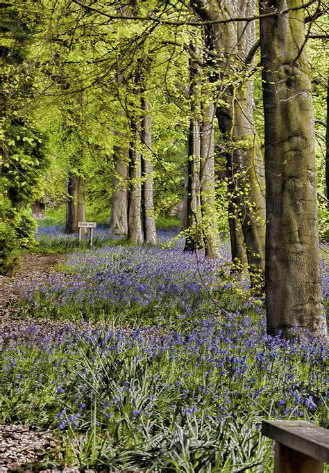 Bluebell Pathway Photograph By Trevor Kersley