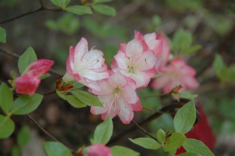 42 stanton ave, south hadley, ma 01075view this property at 42 stanton ave, south hadley, ma 01075. Apple Blossom Azalea (Rhododendron 'Apple Blossom') in ...