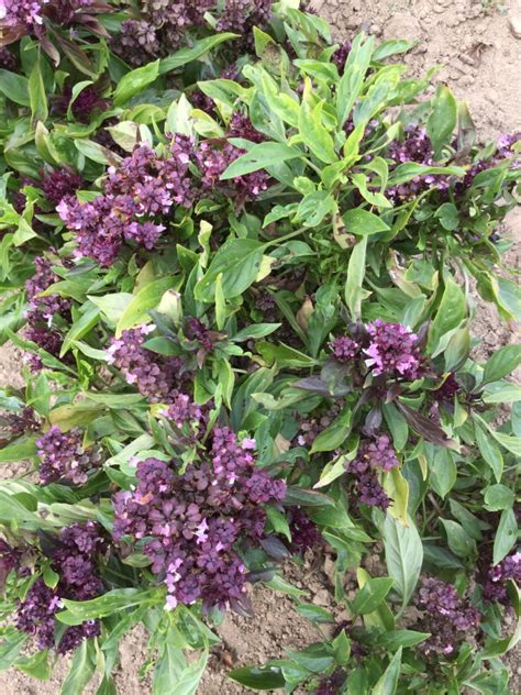 Fresh ingredients fresh food authentic taste. Flowering Thai Basil Organic - Fedco Seeds