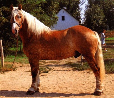 images  horses  pinterest friesian palomino  appaloosa