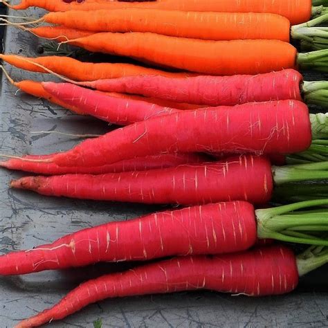Kyoto Red Carrot Japanese Heirloom Smart Seeds Emporium