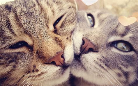 Hd Wallpaper Cats Kissing Wallpaper Flare