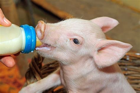 Bottle Feed Piglet Stock Photo Image Of Piglet Domestic 38939834