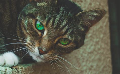 Cats With Green Eyes All Breeds With This Eye Color Catpointers