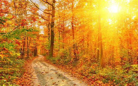 Beautiful Autumn Forest Trees Path Sun Rays Wallpaper Nature And