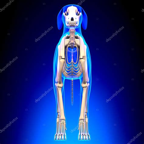 Dog Skeleton Canis Lupus Familiaris Anatomy Front View Stock Photo