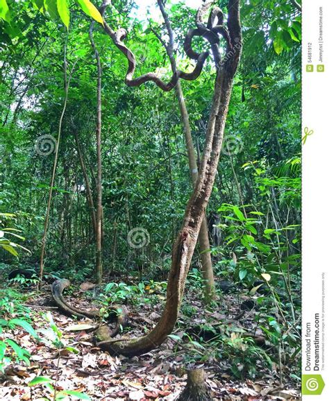 Liana Tropical Rainforest Stock Photo Image Of Growing Liana 54681912