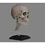 3D Asset Human Skull Caucasian Male  CGTrader