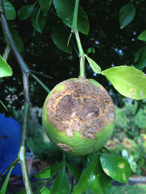 Canker Disease Threatens Louisianas Citrus Industry