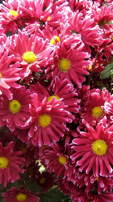 Download Wallpaper 1080x1920 Chrysanthemums Flowers Garden Beauty