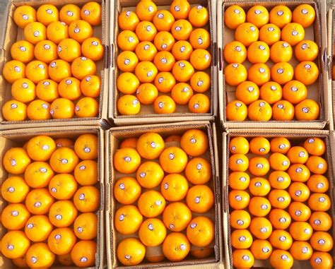 Pakistan Mandarins Kinnow Sadruddin And Co