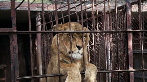 Petition · Fight Animal Abuse In Canadian Zoos ·