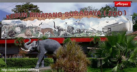 Melihat Satwa Di Tengah Ibukota Wisata Kebun Binatang Surabaya