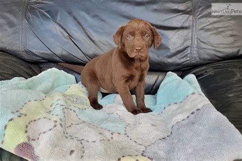 All of our puppies are akc registered and follow strict guidelines. Chocolate: Labrador Retriever puppy for sale near Los Angeles, California. | b30f6736-7461