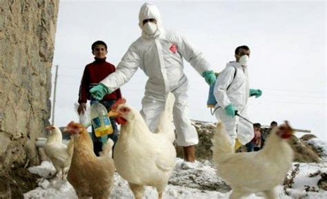 El 28 de mayo fue diagnosticado con gripe aviar h10n3, según comunicó la comisión, sin precisar cómo se produjo el contagio. Confirman otro brote de gripe aviar en Alemania | Noticias ...