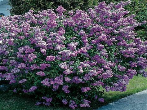 Five star rated shopper approved see our ratings & awards! Dwarf Evergreen Shrubs for Full Sun | full sun flowering ...