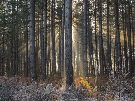 Tips On Photographing Sunbeams Through Trees Ephotozine