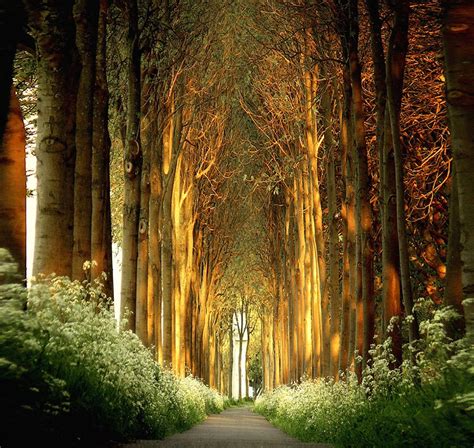 20 Beautiful Tree Tunnels You Should Visit Once In Lifetime The Wow Style