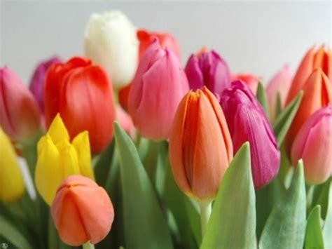 Tulipani Olandesi Bulbi Caratteristiche Dei Tulipani Olandesi