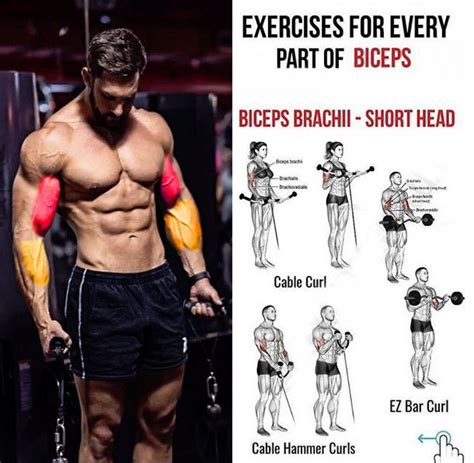 Exercises For Every Part Of Biceps Cable Hammer Curl