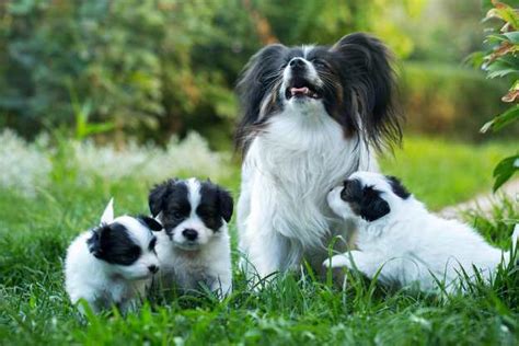 Dogs For First Time Owners 12 Great Choices All Small Dog Breeds