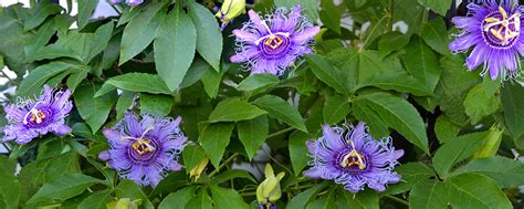 Check spelling or type a new query. Heat Resistant and Beautiful | 6 Native Florida Plants for ...