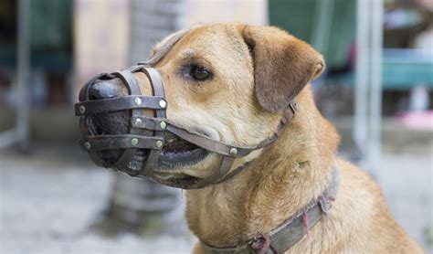 Best diy dog muzzle from brighton dog pictured with homemade muzzle duct taped to. Homemade Dog Muzzle