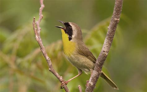 Common Yellowthroat Audubon Field Guide