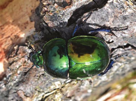 Dung Beetle Trypocopris Geotrupes Pyrenaeus Var Coruscans