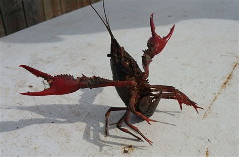 Key when keeping crayfish as pets. Help Us Name Mimi's New Pet Crawfish