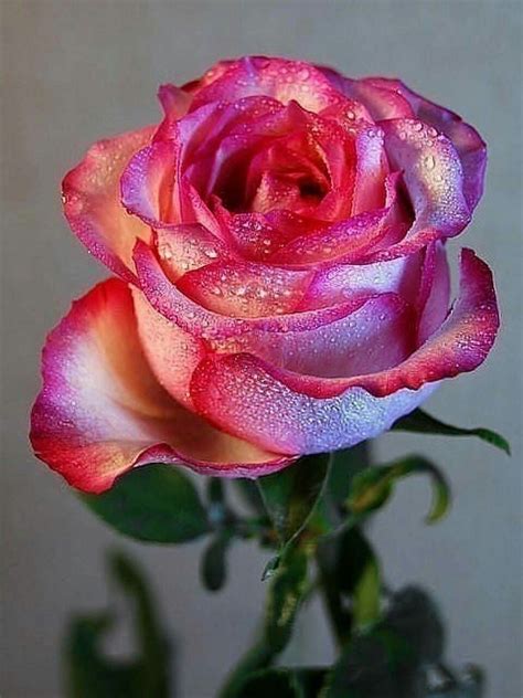 10 Mejor Para Rosas Hermosas De Diferentes Colores Alyshia Kanters Blogs