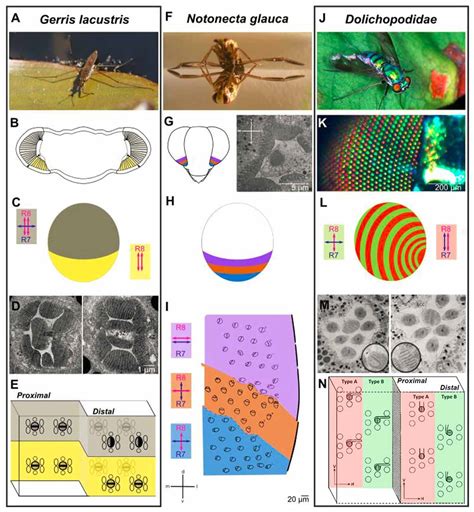 Frontiers Insect Responses To Linearly Polarized Reflections Orphan