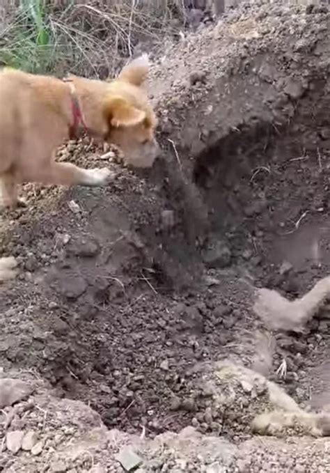Heartbreaking Footage Shows Dog Burying Its Dead Brother After Hes Hit