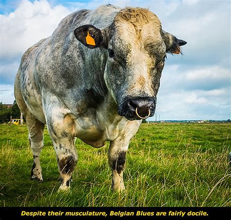 Belgian blue cattle are one of the most striking farm animals you'll ever see. Get to Know: The Belgian Blue