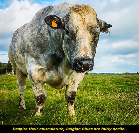 Belgian blue cow ki pehchan aur khobian, belgian blue bull. Get to Know: The Belgian Blue