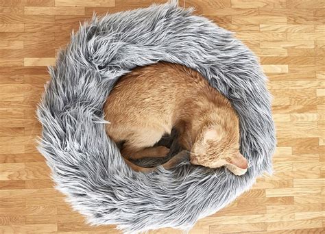 Spoil Your Favourite Felines With This High End Cat Furniture Fashion