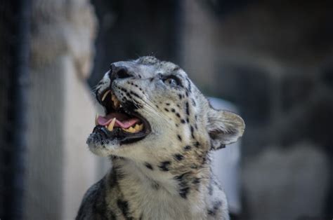 Snow Leopards Face Free Stock Photo Public Domain Pictures