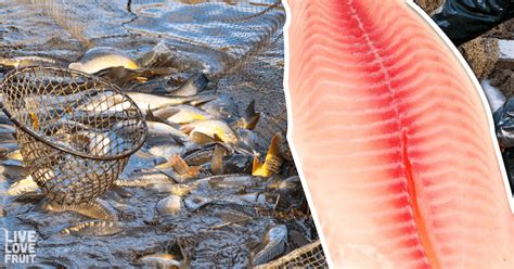 Why Is Tilapia So Unhealthy 7 Reasons To Stop Eating Farm Raised Fish