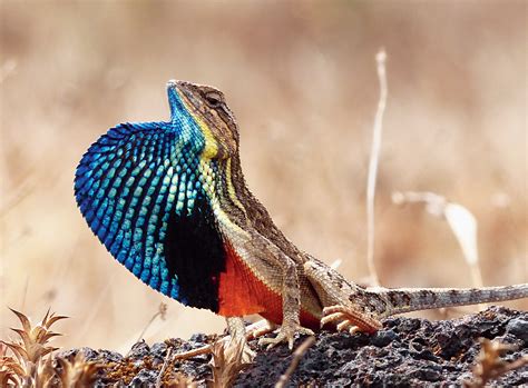 Ecosystem Wind Farms Where Kites Stay Away Lizards Play Telegraph