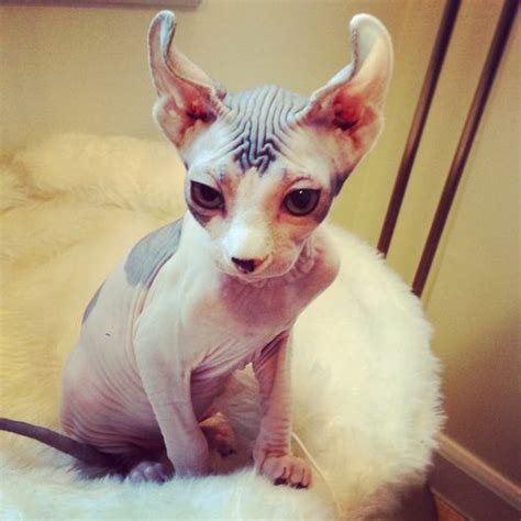 This Kitten Is So Adorable Dobby The Elf Cat Elf Cat Hairless