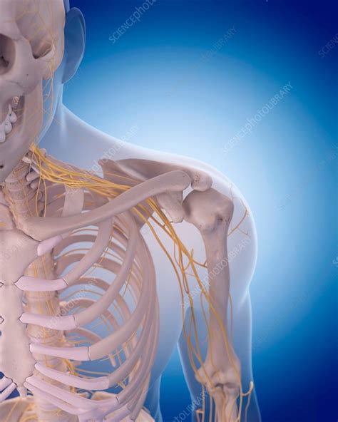 Shoulder Nerves Stock Image F0162120 Science Photo Library