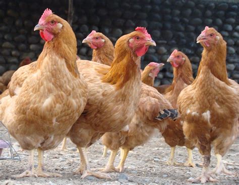 The Advantages Of Native Chicken Farming Agriculture Philippines