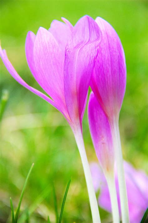 Free Photo Autumn Crocus Flower Nature Autumn Hippopx