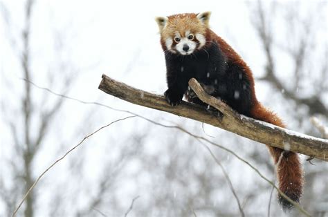 Winter Red Panda By Josef Gelernter On 500px Red Panda