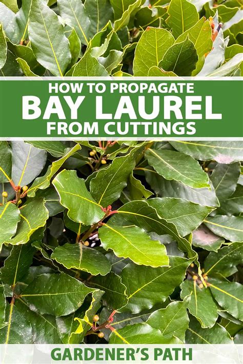 How To Propagate Bay Laurel From Cuttings Gardeners Path