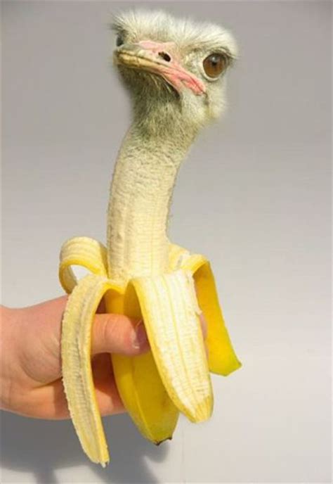 Some pretty cool pictures of animals in different aspects. robertafleck: Animal Hybrids We Wish Were Real ...