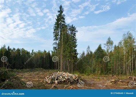 Destroyed Forest Stock Photo Image Of Preservation Material 27940640