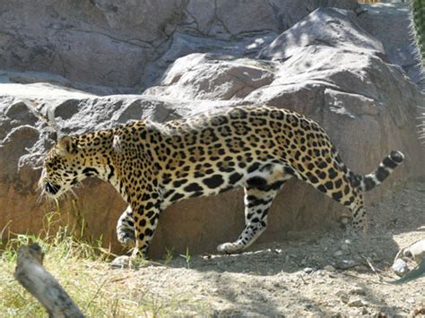 Panthera Onca Jaguar In The Living Desert Zoo And Gardens